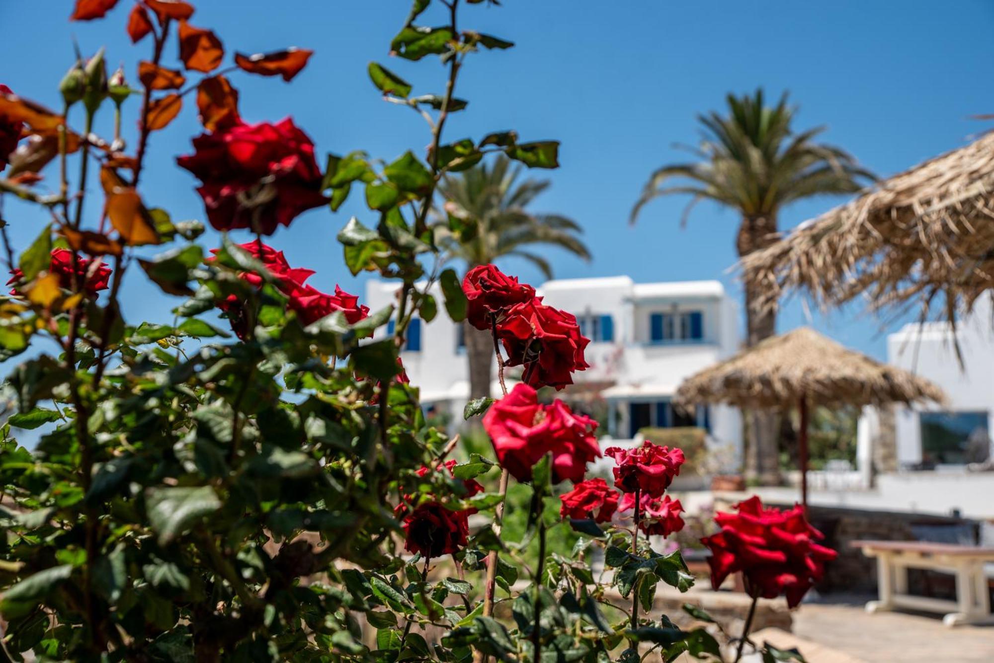 Stella Naxos Island Aparthotel Agia Anna  Exterior photo